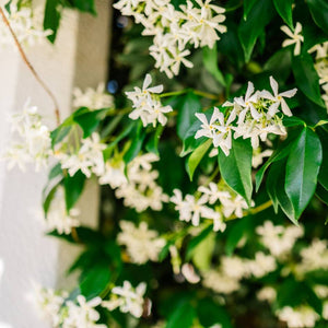 Trachelospermum jasminoides (Pleached)