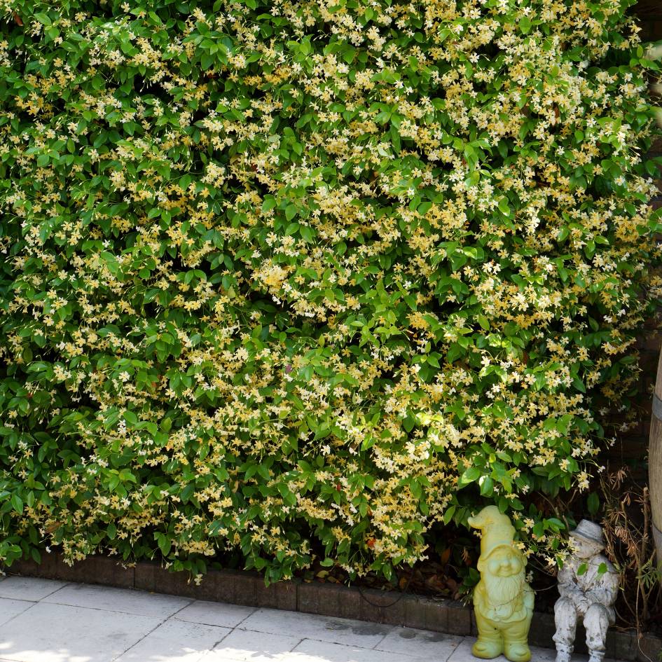 Trachelospermum jasminoides ‘Star of Toscana’