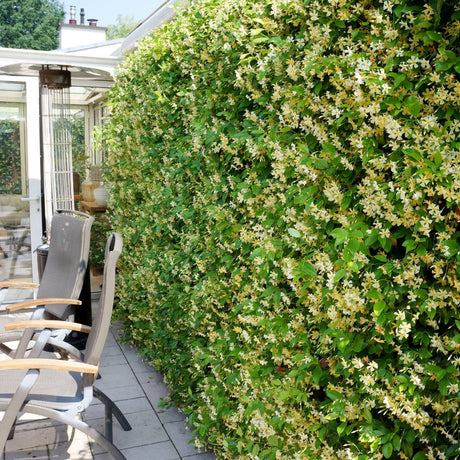 Mature ‘Star of Toscana’ climber forming a dense flowering wall beside a patio.