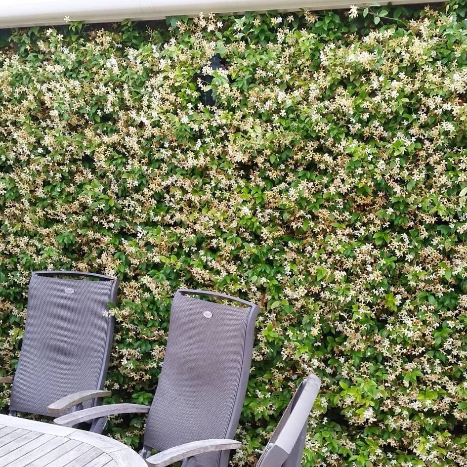 Trachelospermum jasminoides ‘Star of Toscana’