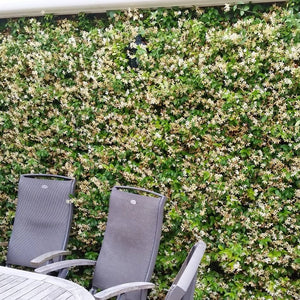 Trachelospermum jasminoides ‘Star of Toscana’