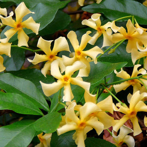 Trachelospermum jasminoides ‘Star of Toscana’