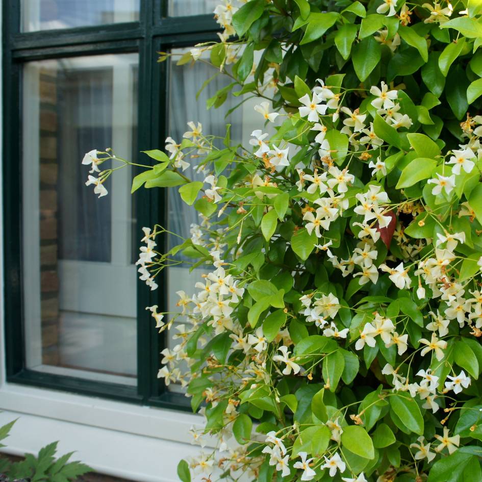 Trachelospermum jasminoides ‘Star of Toscana’