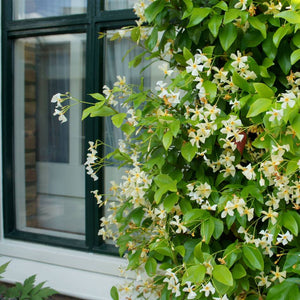 Trachelospermum jasminoides ‘Star of Toscana’