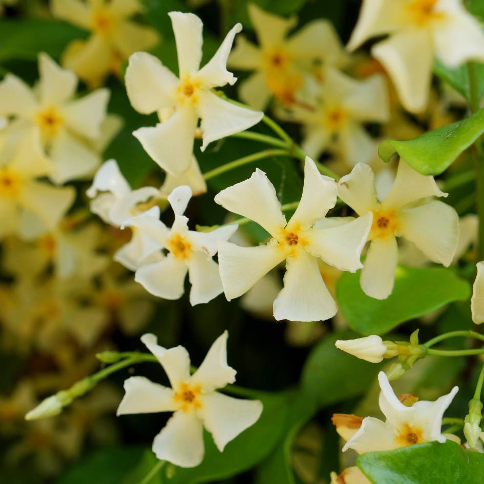 Trachelospermum jasminoides ‘Star of Toscana’