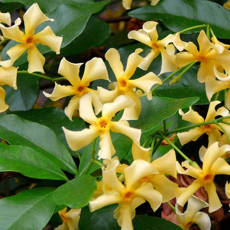 Close-up of yellow Trachelospermum jasminoides ‘Star of Toscana’ flowers among glossy leaves.