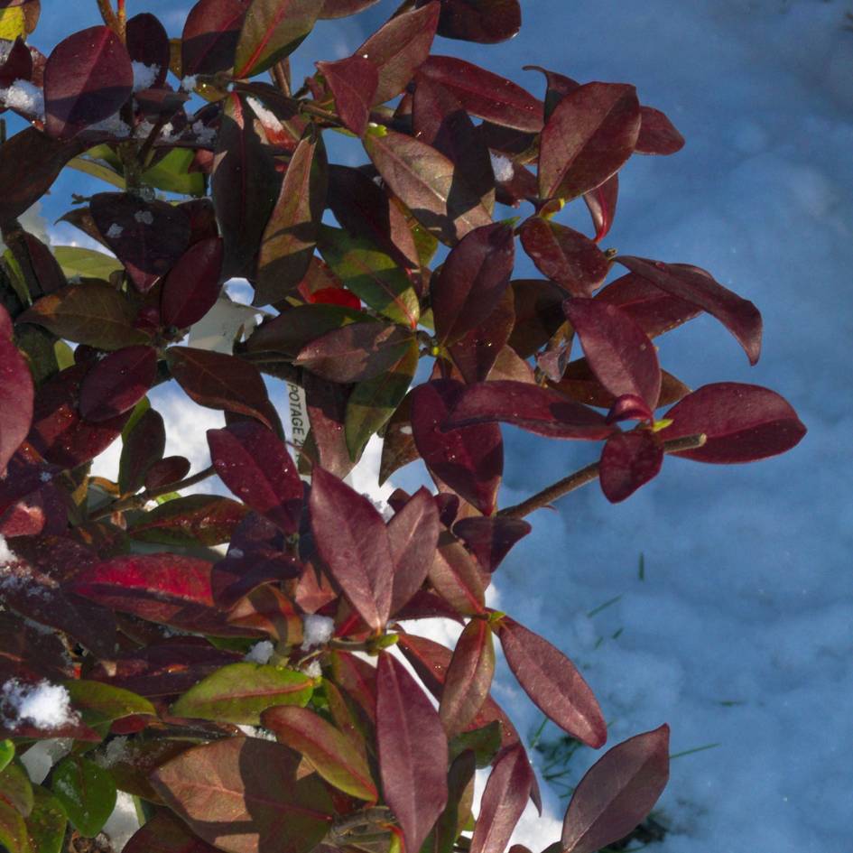 Deep burgundy-red winter foliage of Trachelospermum ‘Winter Ruby’ dusted with snow.