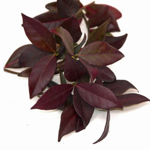 Cut sprig of Trachelospermum ‘Winter Ruby’ showing dark wine-red leaves on white.