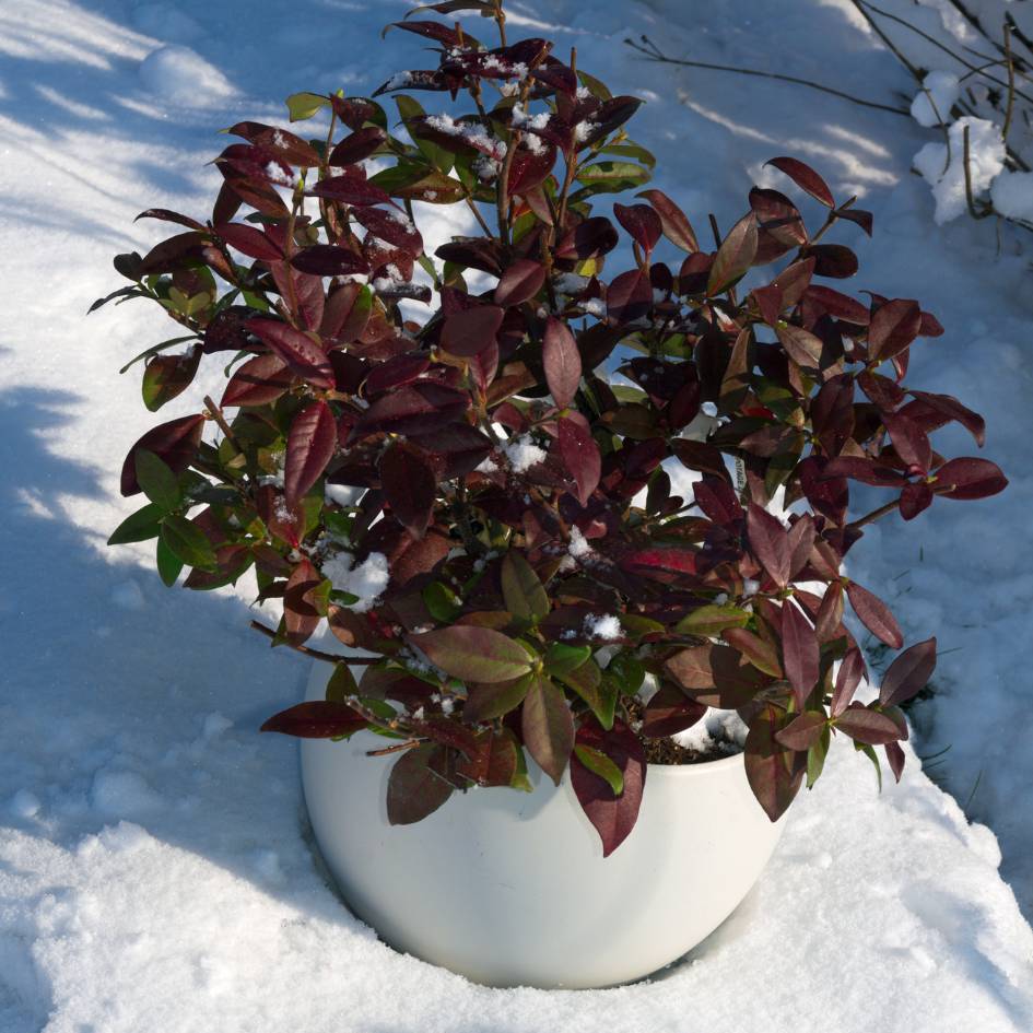 Potted Trachelospermum ‘Winter Ruby’ with red-burgundy foliage standing in snow.