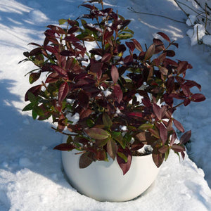 Potted Trachelospermum ‘Winter Ruby’ with red-burgundy foliage standing in snow.