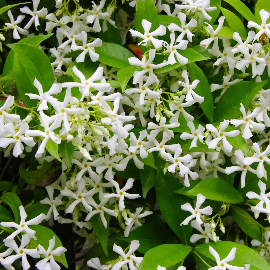 Clusters of white pinwheel flowers among fresh green Trachelospermum ‘Winter Ruby’ leaves.