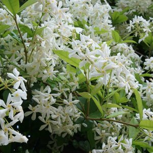 Trachelospermum jasminoides (Pleached)