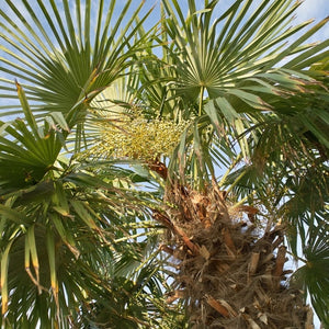 Trachycarpus fortunei