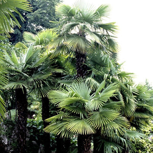 Trachycarpus fortunei