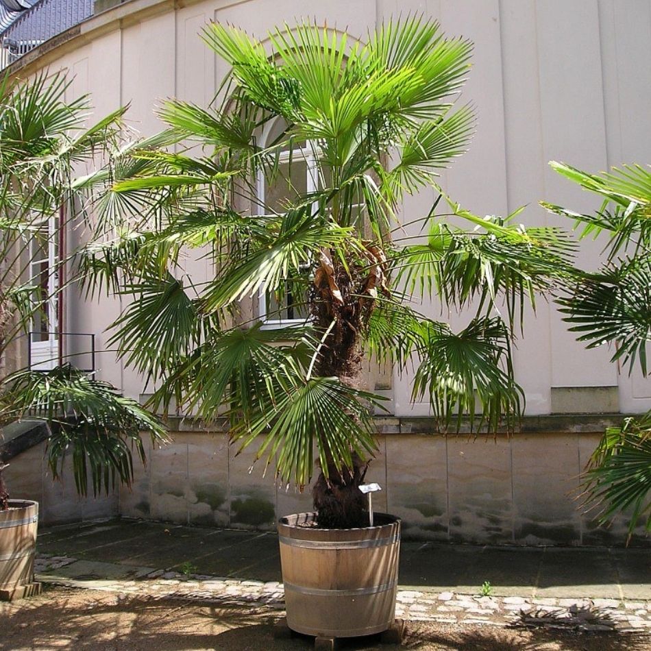 Trachycarpus fortunei