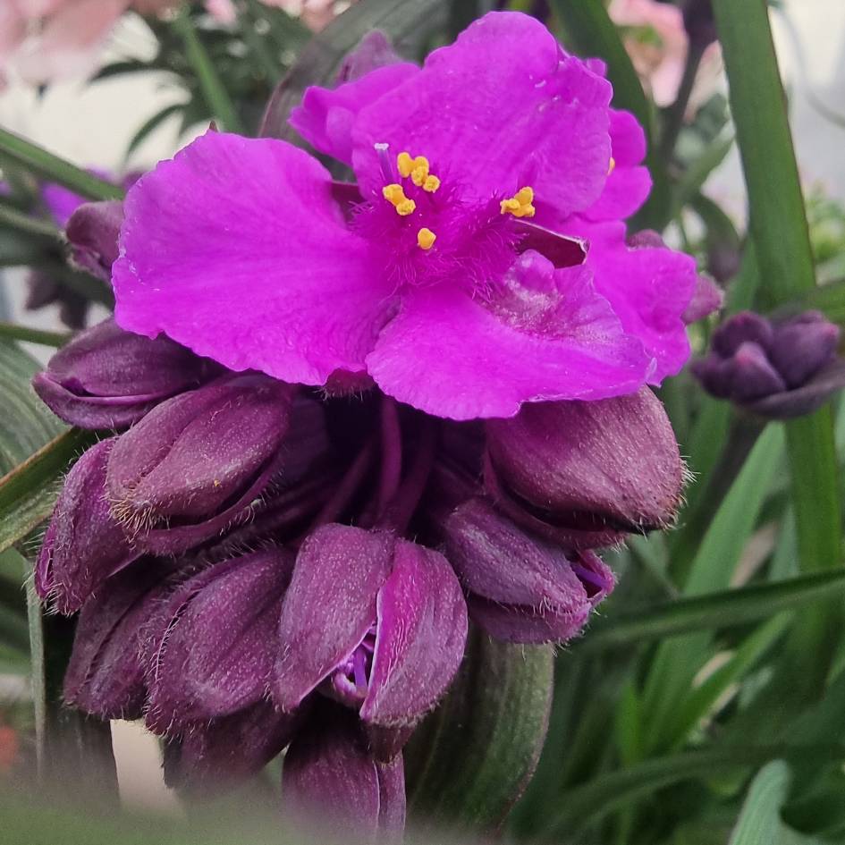 Tradescantia ‘JS Brainstorm’