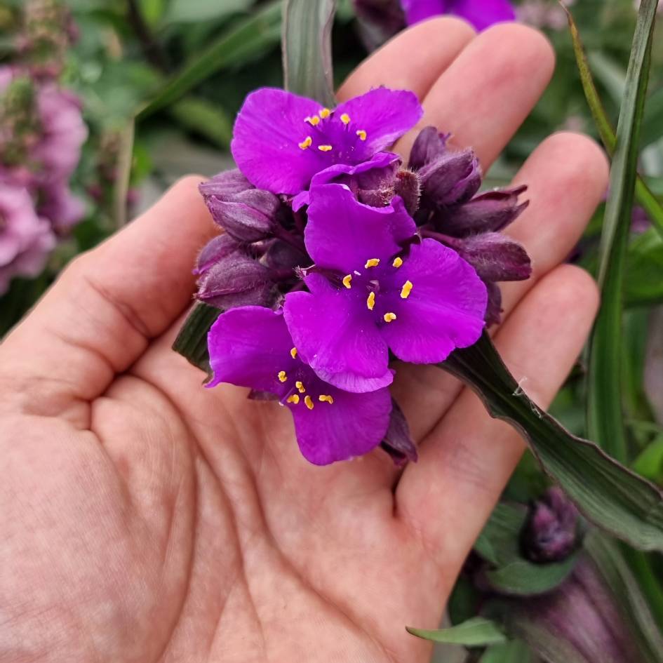 Tradescantia ‘JS Brainstorm’