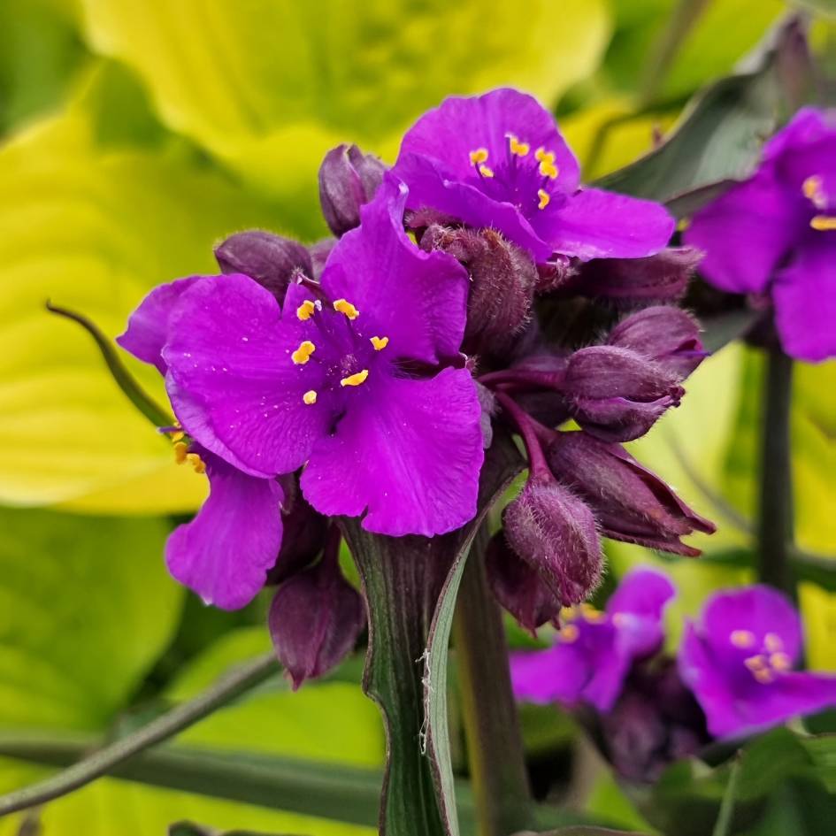 Tradescantia ‘JS Brainstorm’