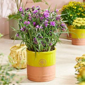 Tradescantia ‘JS Brainstorm’