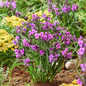 Tradescantia ‘JS Brainstorm’