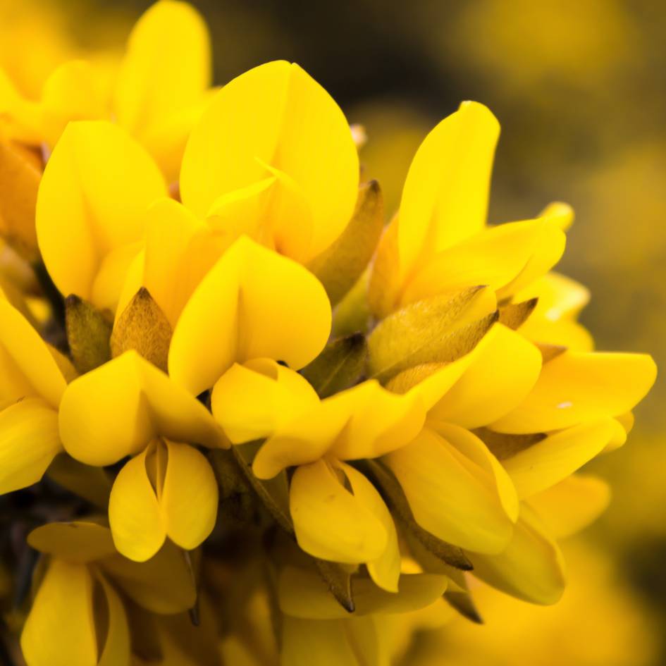 Ulex europaeus