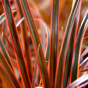 Uncinia rubra ‘Everflame’
