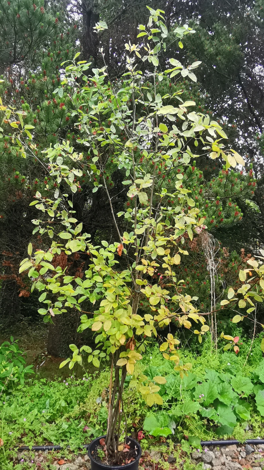 Amelanchier lamarckii