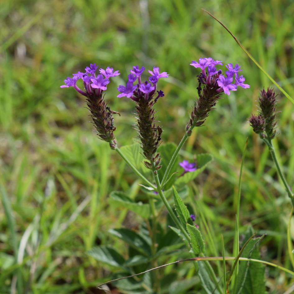 Upright Verbena rigida stems bearing small purple flowers at the tips of dark spikes.