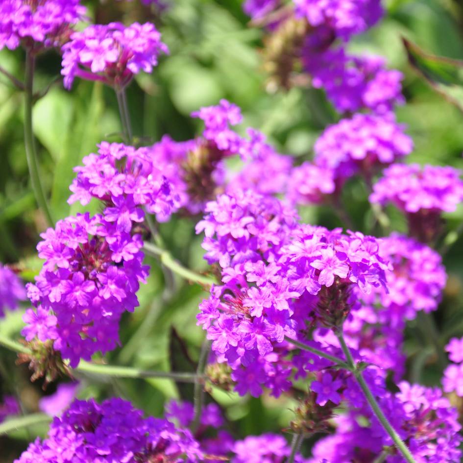 Close-up of vivid purple Verbena rigida flower clusters on slender branching stems.