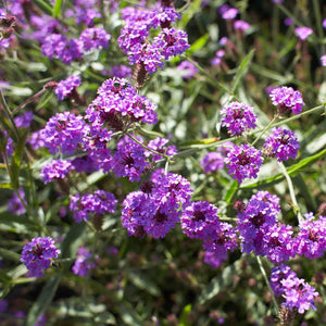 Numerous rounded purple Verbena rigida flower clusters above narrow green leaves.