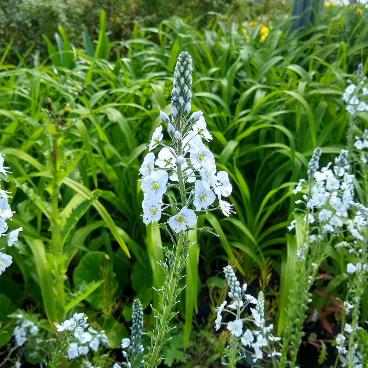 Veronica gentianoides ‘Tissington White’
