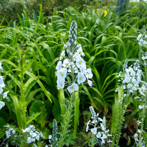 Veronica gentianoides ‘Tissington White’