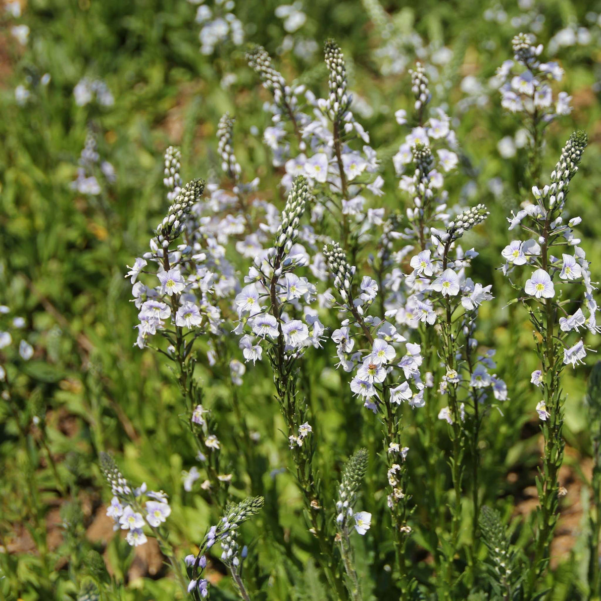 Veronica gentianoides ‘Tissington White’