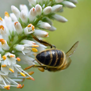 Veronicastrum virginicum ‘Album’