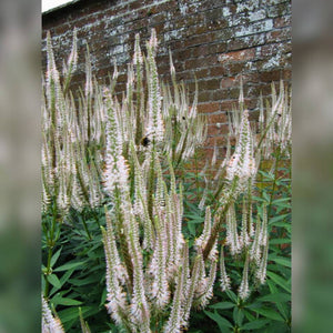 Veronicastrum virginicum ‘Album’