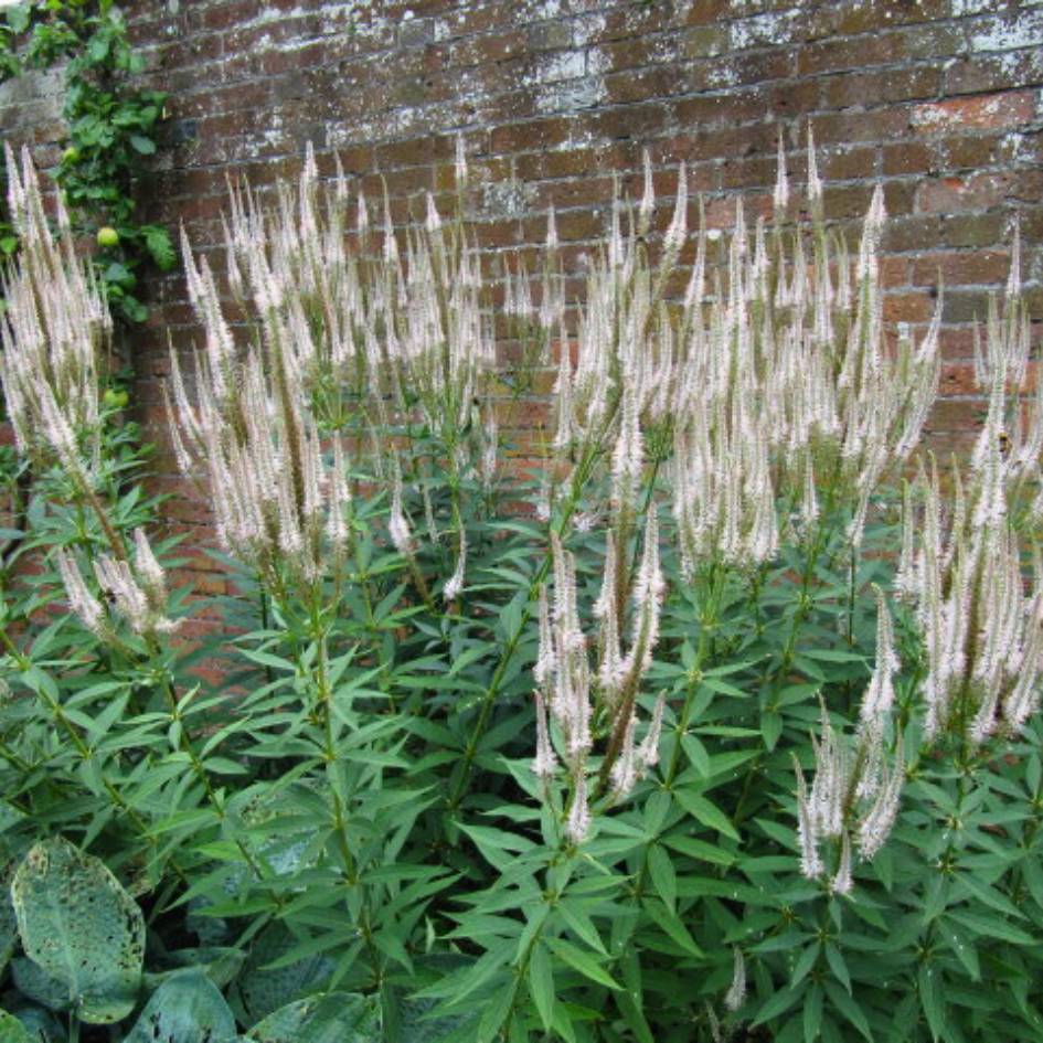 Veronicastrum virginicum ‘Album’
