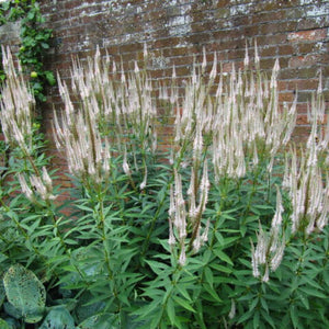 Veronicastrum virginicum ‘Album’