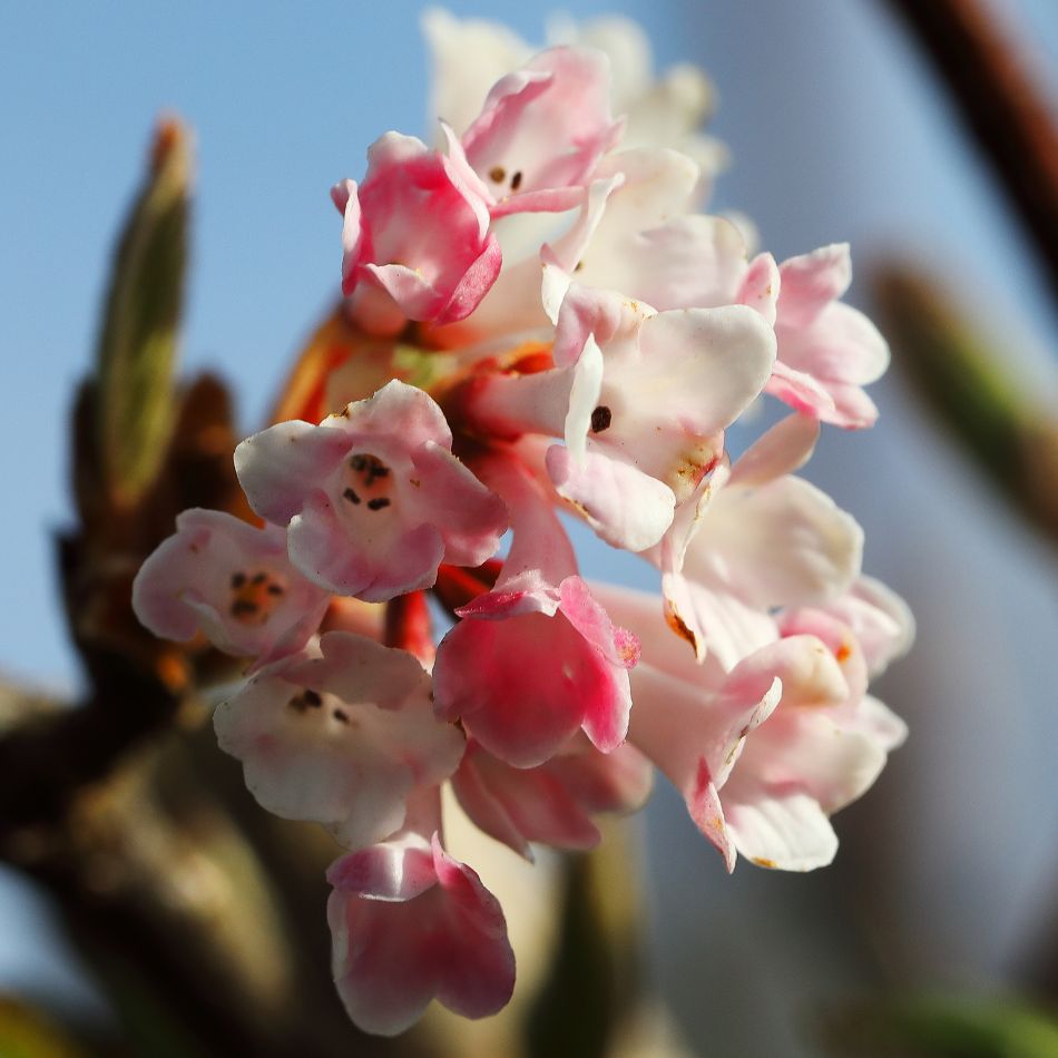 Viburnum × bodnantense ‘Dawn’