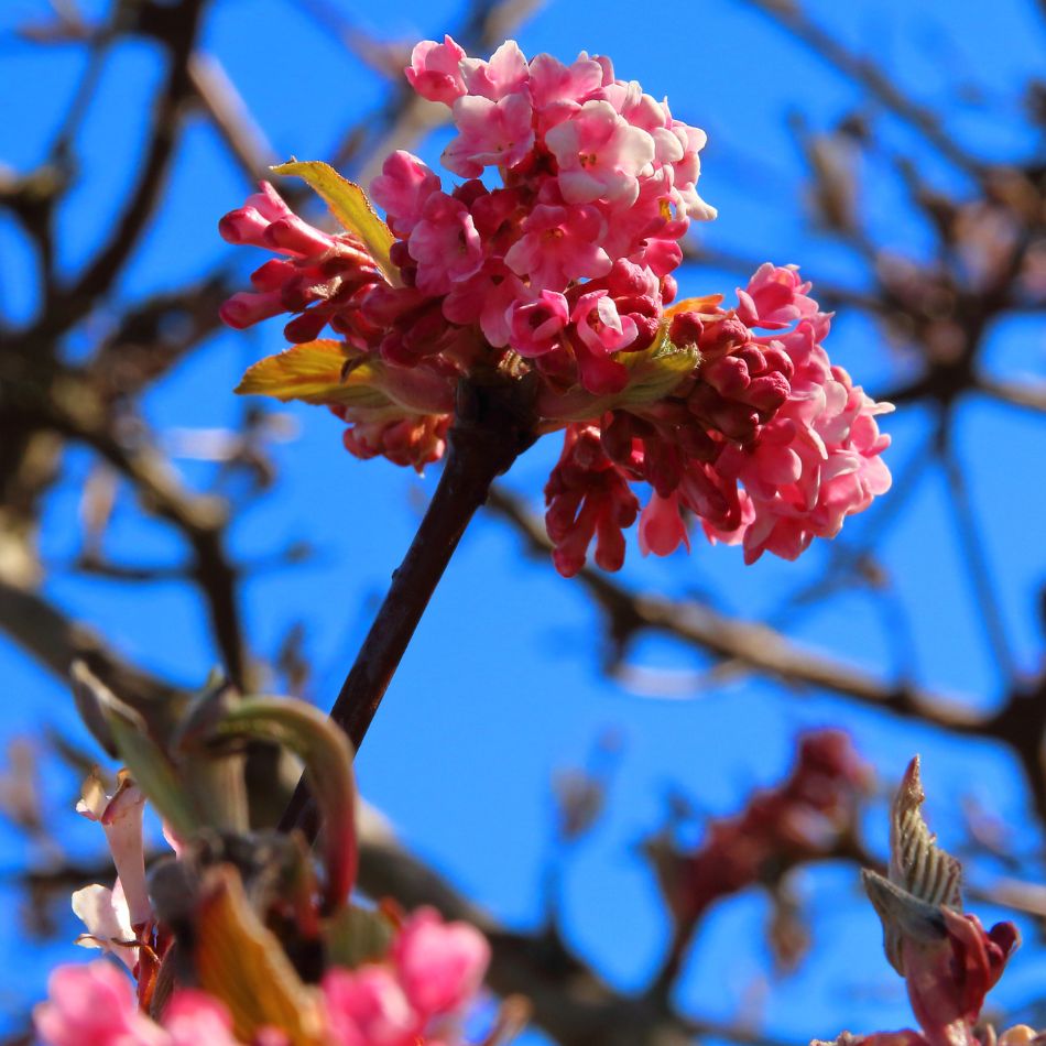 Viburnum × bodnantense ‘Dawn’