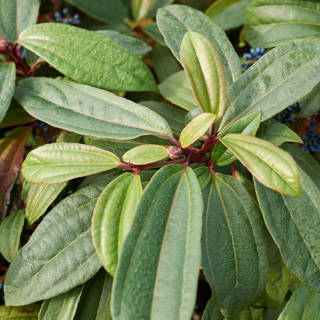 Viburnum davidii