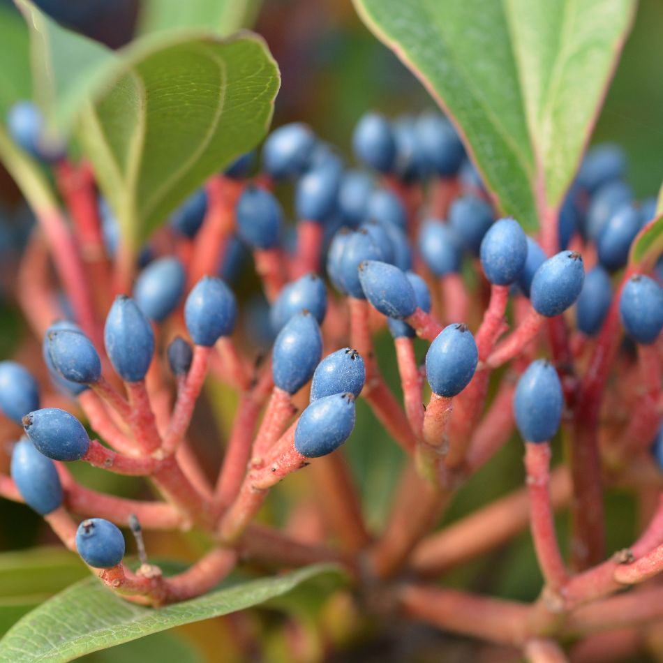 Viburnum davidii