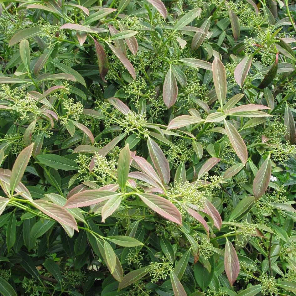Viburnum henryi