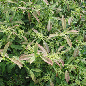 Viburnum henryi