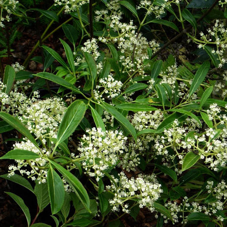 Sprays of tiny white Viburnum henryi flowers among narrow glossy green leaves.