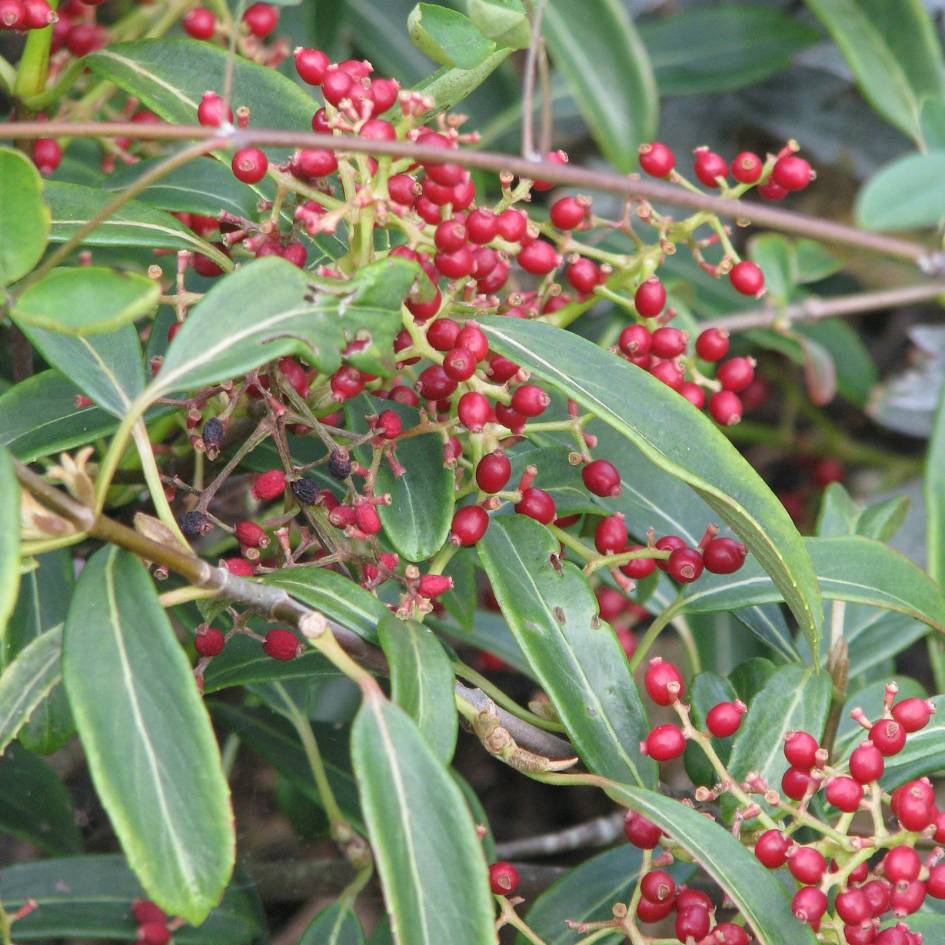 Viburnum henryi