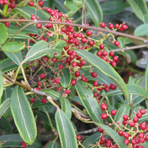 Viburnum henryi