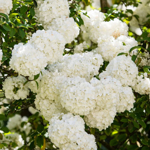 Viburnum macrocephalum ‘Happy Fortuna’