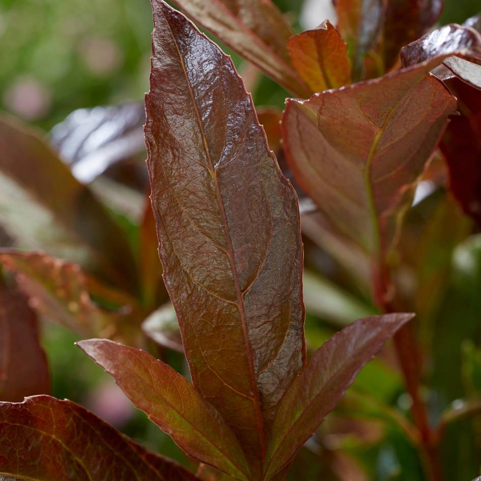 Viburnum odoratissimum ‘Coppertop’