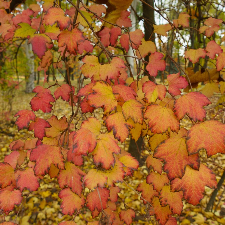 Viburnum opulus