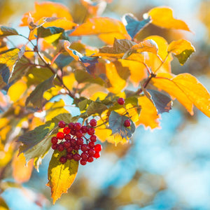 Viburnum opulus